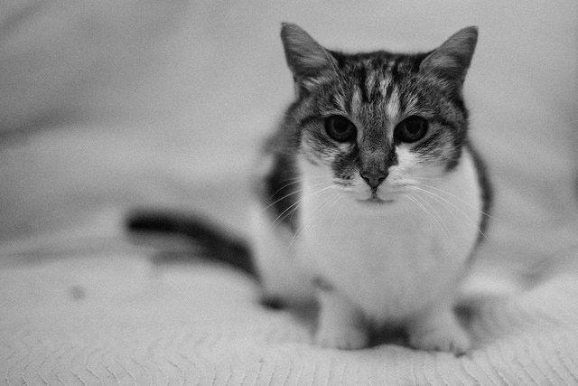 30190758970_5e68b2e936_z